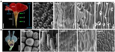 Petal Cellular Identities